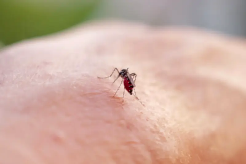 Google quer liberar 32 milhões de mosquitos para combater dengue nos EUA