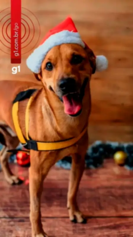 Graciele Lacerda adota cão rejeitado em feiras de adoção em Goiás