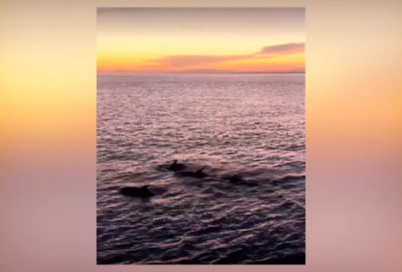 Grupo de 30 golfinhos é flagrado no pôr do sol em Arraial do Cabo