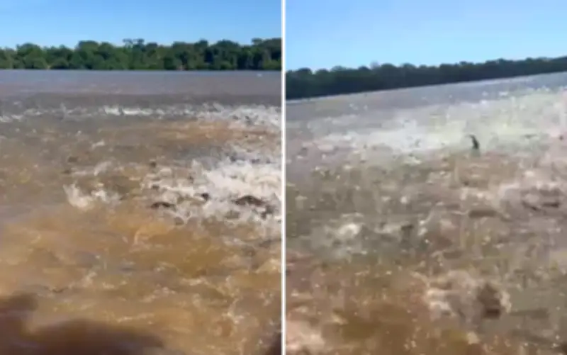 Guia de pesca filma cardume gigante cercando barco no Rio Araguaia
