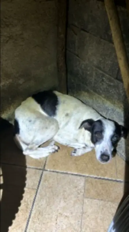 Homem de 60 anos preso por maus-tratos a cães e aves silvestres em Piraí