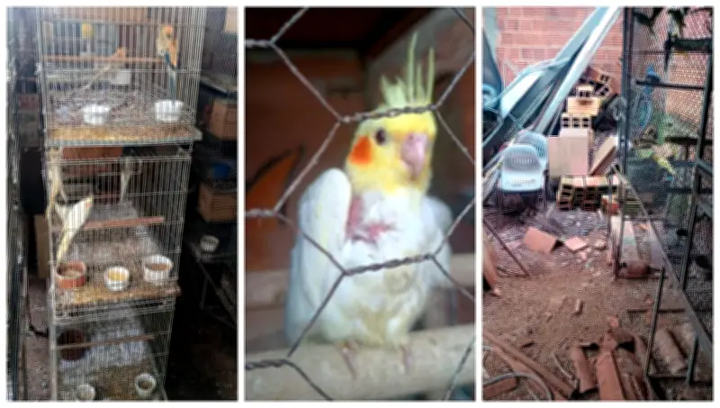 Homem multado em R$ 540 mil por maus-tratos a 179 aves exóticas