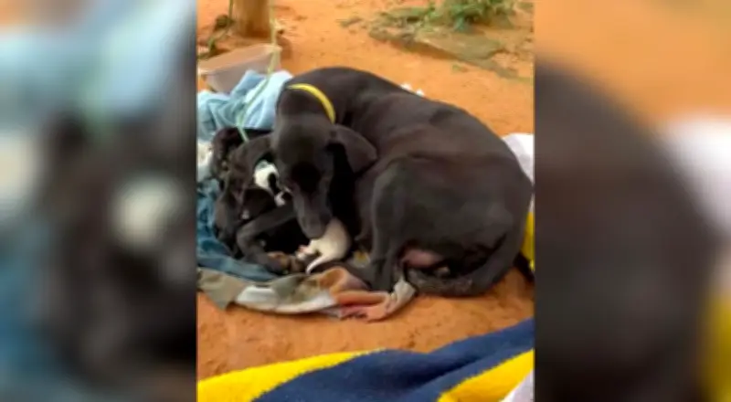 Homem é preso em Itupeva por maus-tratos a animais e posse ilegal de armas