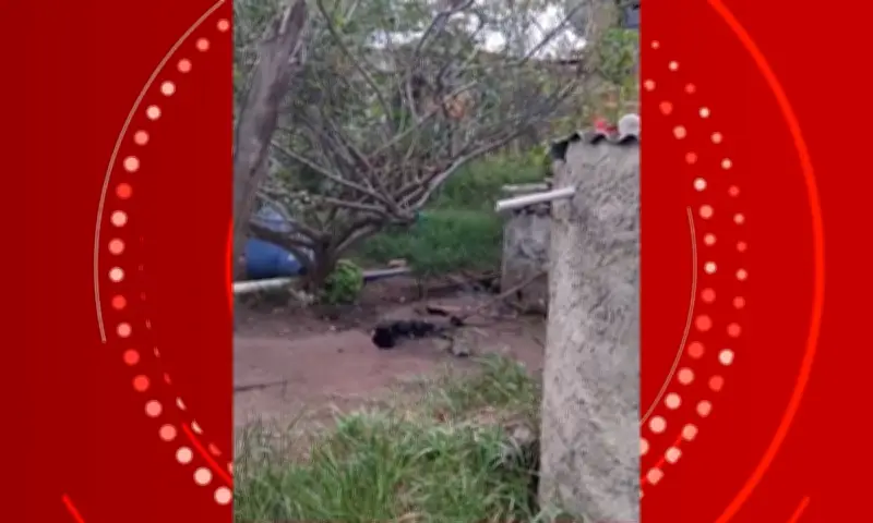 Homem é preso em Queimadas por matar cachorro com facão e furtar casa