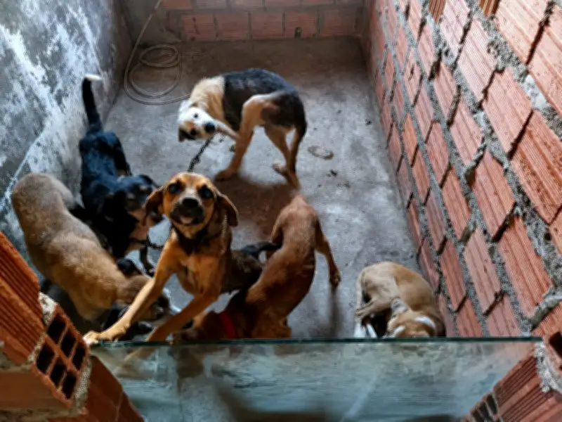 Homem preso por eutanásia irregular de cães em Feira de Santana