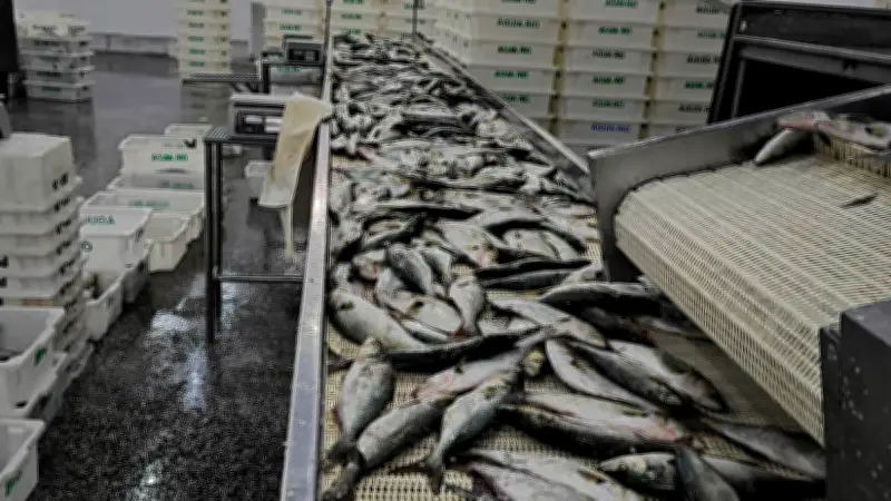 Ibama apreende 104 toneladas de peixe ilegal e aplica R$ 6 milhões em multas no RS