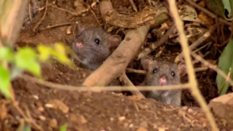 Infestação de ratos preocupa moradores em Caxias do Sul