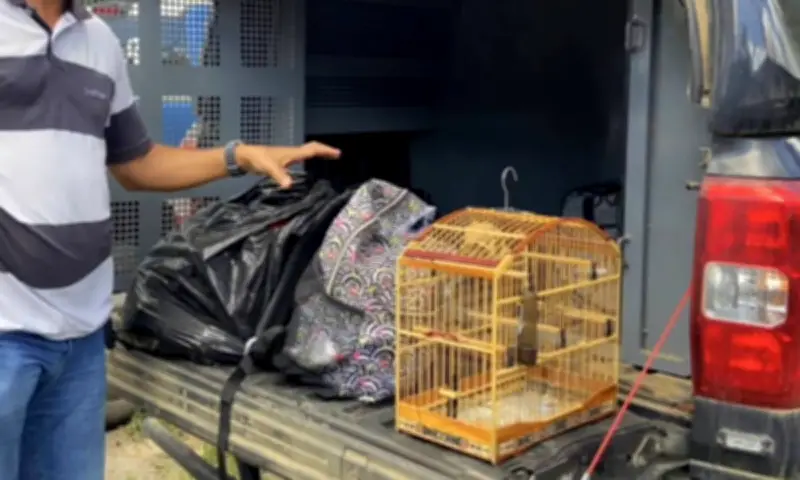 Influenciador digital preso com drogas em mochilas na Bahia