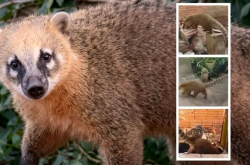 Invasão de quatis assusta moradores em São Carlos