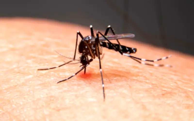 Ipatinga confirma primeira morte por dengue em 2026; vítima era idosa