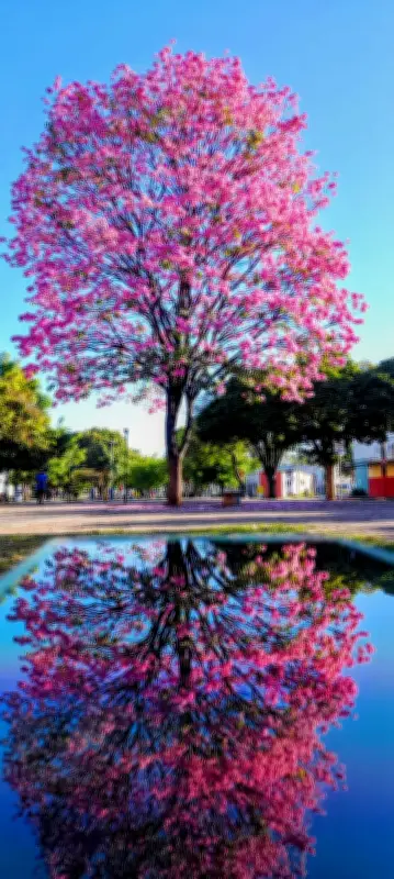 Ipês colorem Montes Claros com floração de junho a setembro