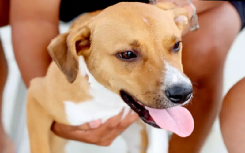 Itanhaém investe R$ 1 milhão em causa animal com nova UVZ e reformas