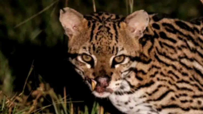 Jaguatirica com marcas de guerra é registrada no Pantanal