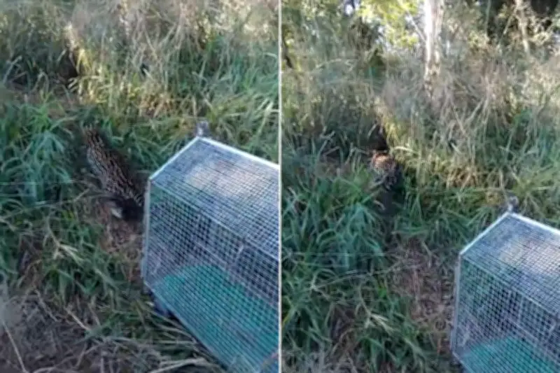 Jaguatirica invade casa, é resgatada e solta em parque estadual no interior de SP