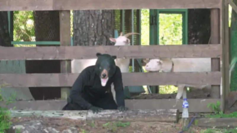 Japão treina resposta a ataques de urso com funcionário fantasiado