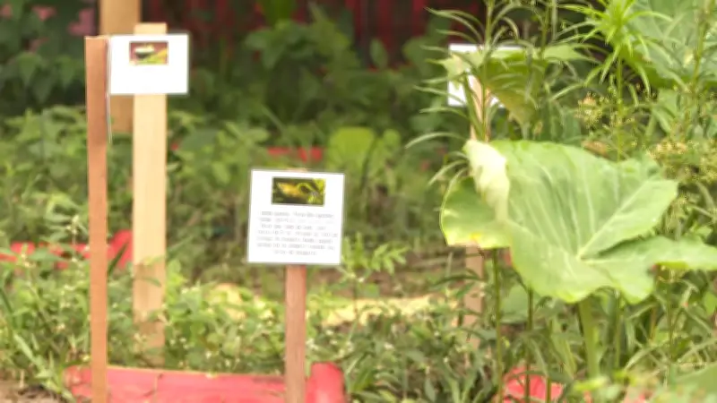Jardim sensorial em escola estimula ensino e reduz estresse dos alunos