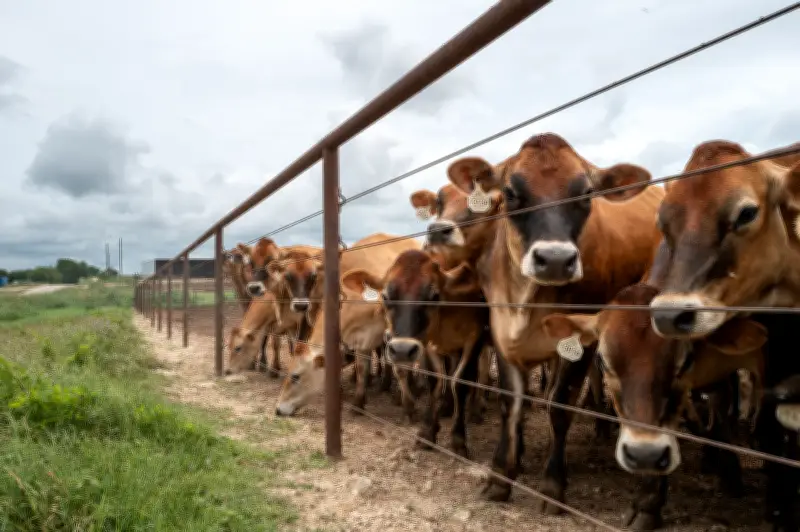 JBS fecha fábrica na Pensilvânia por escassez de gado nos EUA
