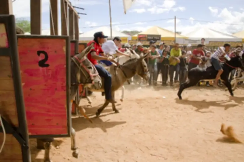 Jecana do Capim 2023: corrida de jegues e shows em Petrolina