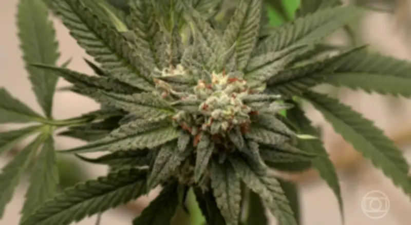 Justiça Federal autoriza uso medicinal de flor de cannabis na Paraíba