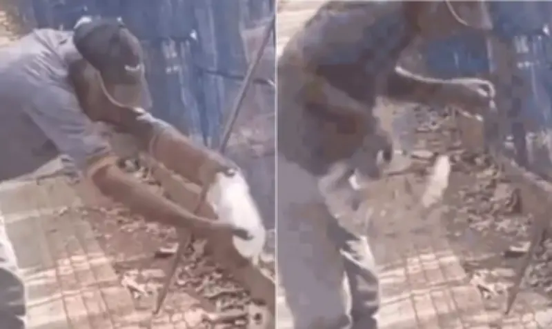 Lagarto teiú arranca parte do dedo de homem ao tentar dar água em MT