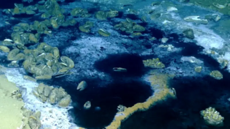 Lago 'mortal' no fundo do oceano: entenda o fenômeno no Golfo do México