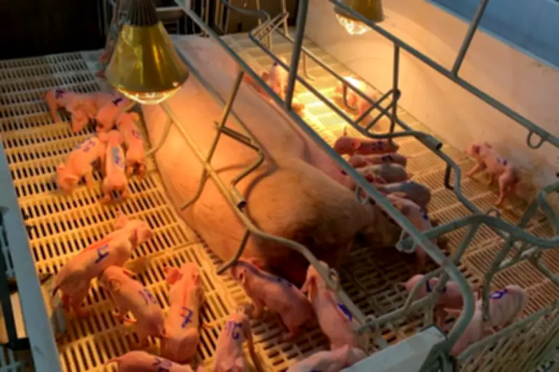 Leitoa bate recorde com 33 filhotes em Mato Grosso do Sul