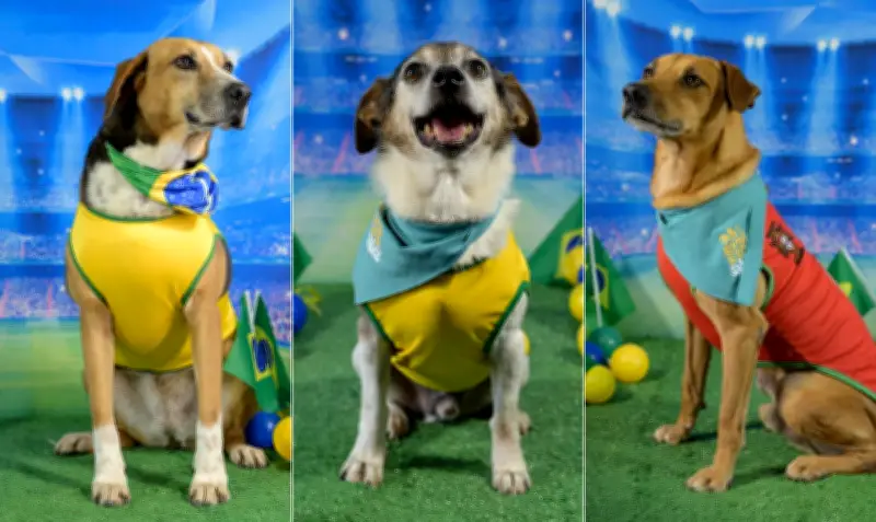 ‘Leonel Dog’, ‘Caramelo Ronaldo’ e ‘Neydog’: campanha usa clima de Copa para adoção de pets
