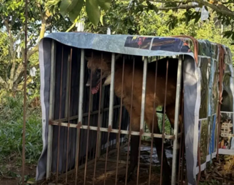 Lobo-guará resgatado em Bom Jesus do Itabapoana é devolvido à natureza