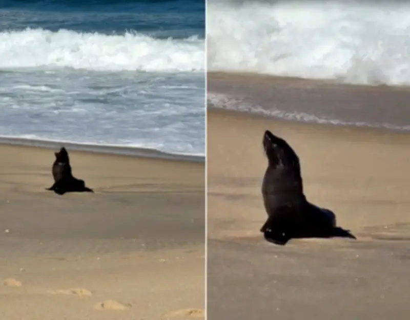 Lobo-marinho descansa em praia de Maricá e especialistas monitoram