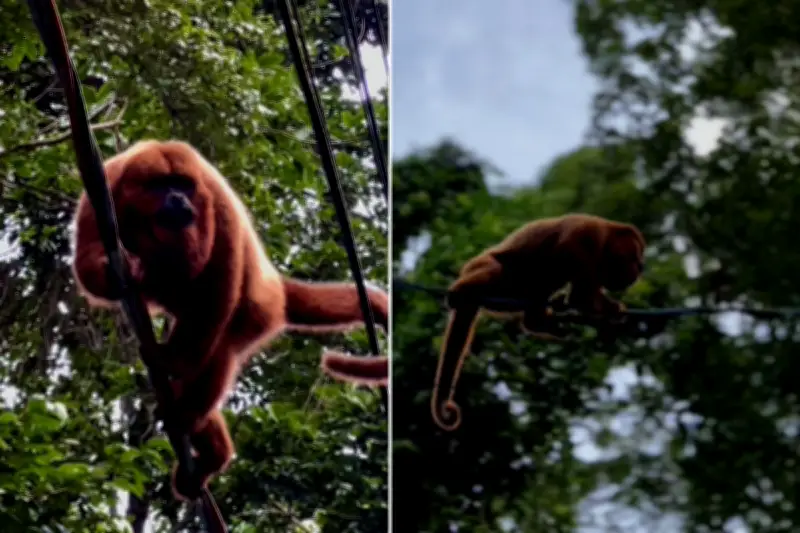 Macaco-bugio é flagrado andando em fios de energia em Peruíbe