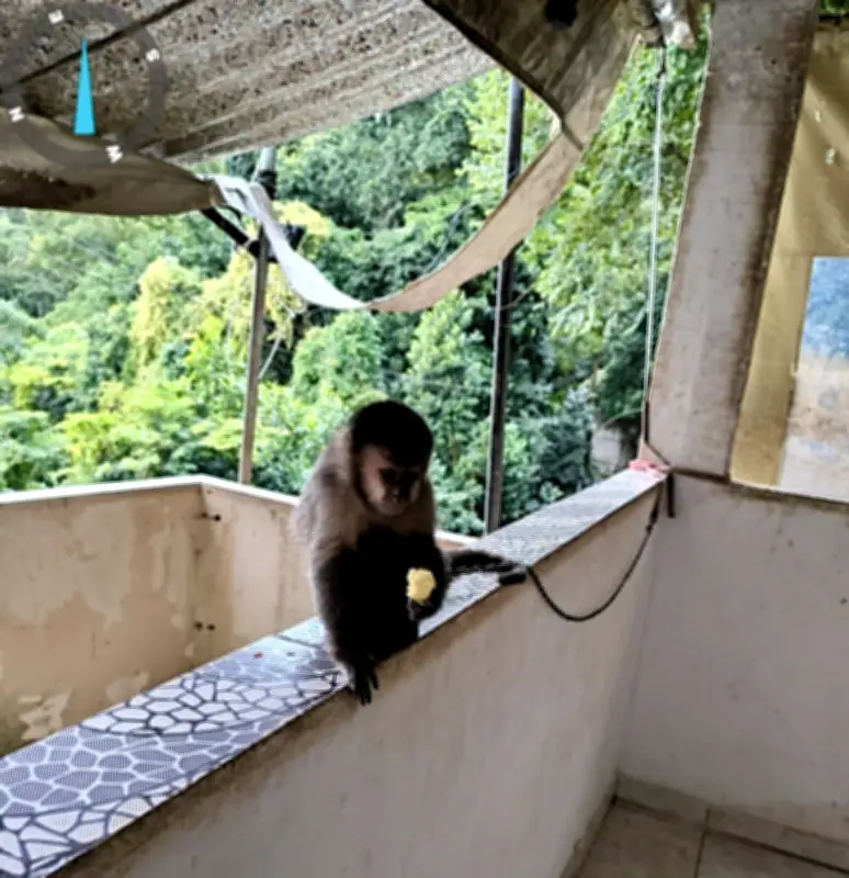 Macaco-prego é resgatado de cativeiro ilegal em Santa Teresa, Rio