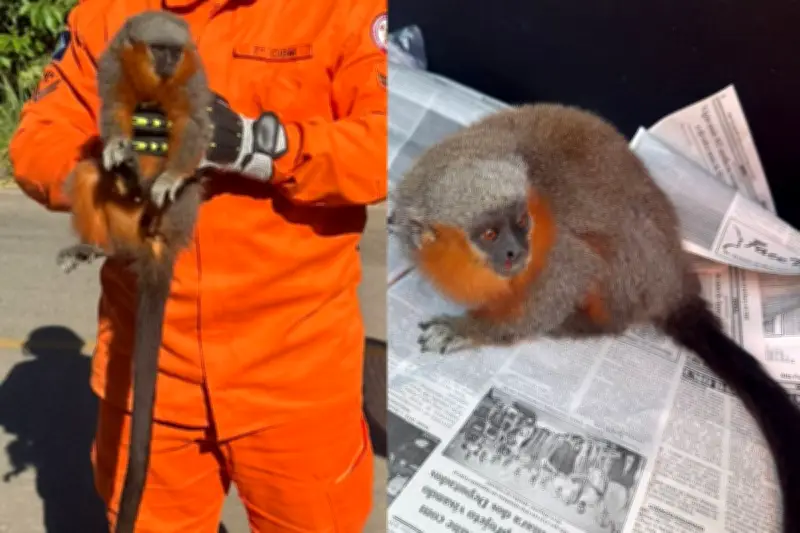Macaco zogue-zogue-de-Milton resgatado em Alta Floresta (MT)