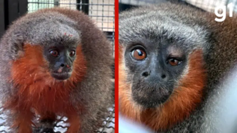 Macacos zogue-zogue resgatados são soltos pela Sema em Alta Floresta