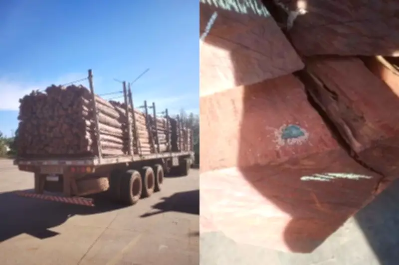 Madeira impregnada com cocaína: PF analisa carga de 260 toneladas