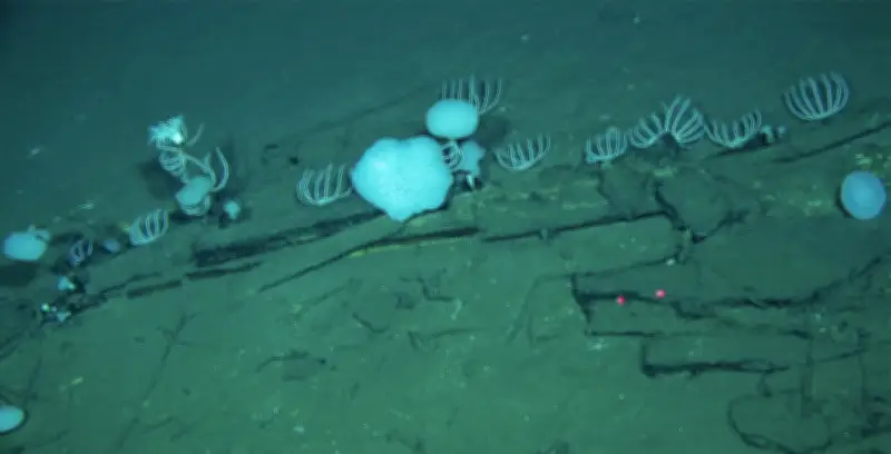 Maior cemitério de baleias do mundo é descoberto no oceano Índico