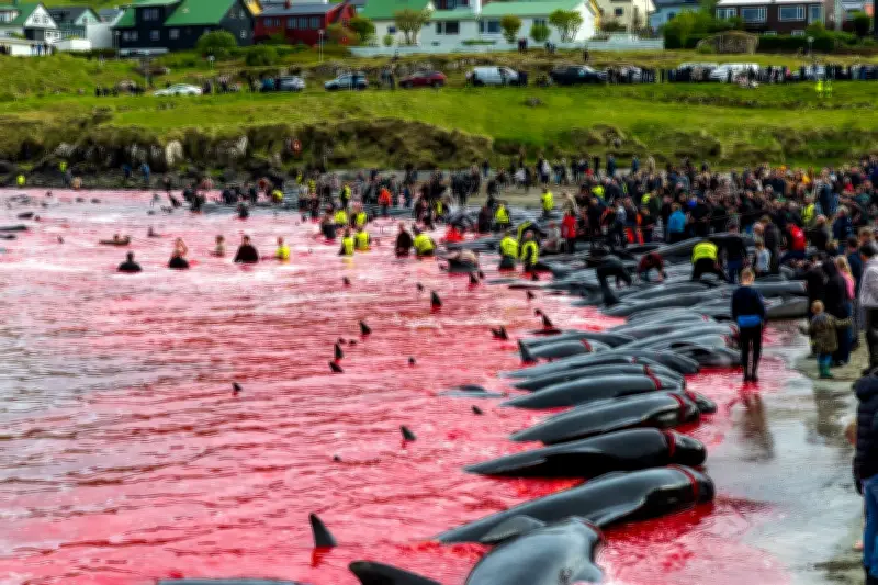 Mais de 700 golfinhos mortos em caça viking nas Ilhas Faroé gera indignação
