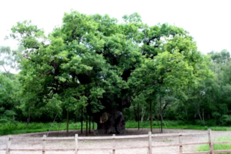 Major Oak: carvalho de Robin Hood morre aos 1200 anos