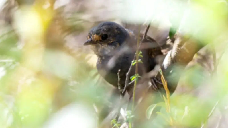 Masturbação em aves é comum e natural, revela estudo inédito