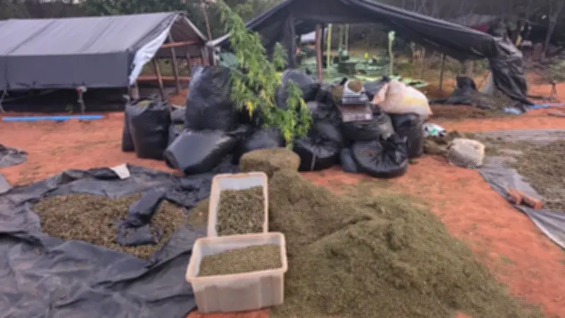 Megaoperação apreende 290 mil pés de maconha no CE e vira alvo de denúncia