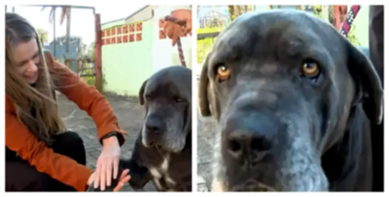 MiauDote: novo site facilita adoção de cães e gatos em Araraquara