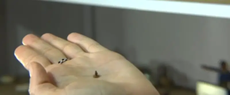 Miniaturas em cerâmica: alagoano cria obras do tamanho de grãos de arroz