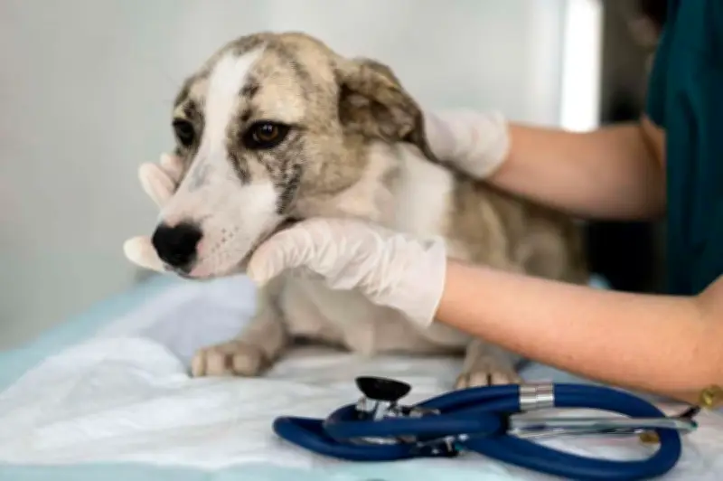 Montes Claros terá Unidade Básica de Saúde Animal com investimento de R$ 1 milhão