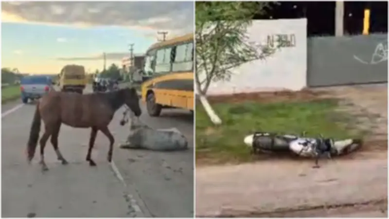 Motociclista morre ao colidir com cavalo solto na CE-010 em Maracanaú