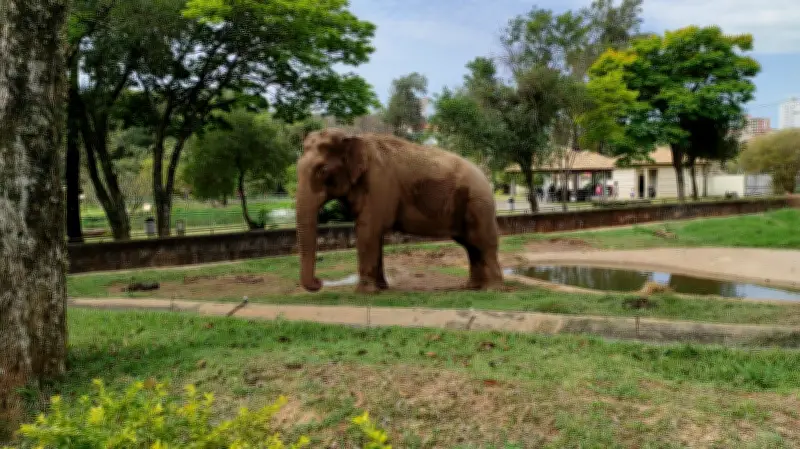 MP dá 45 dias para transferência do elefante Sandro para santuário no MT