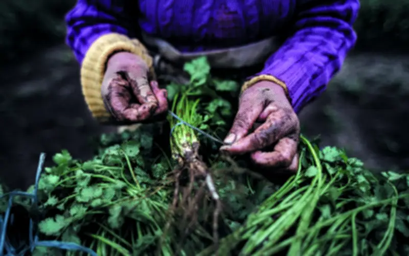 MP reforça orçamento para compra e distribuição de alimentos da agricultura familiar no Nordeste