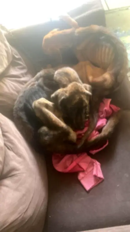 Mulher é presa por maus-tratos a dois cães em Resende