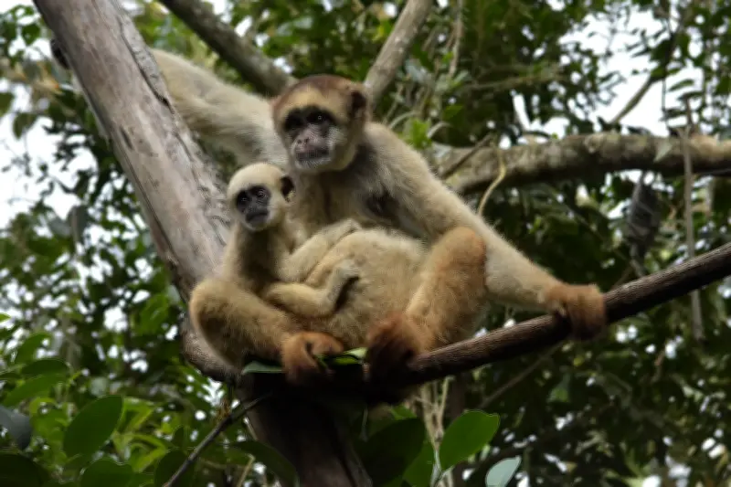 Muriqui-do-norte será reintroduzido na Mata Atlântica em 2026