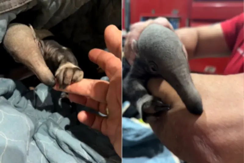 Novos centros de reabilitação de animais silvestres serão construídos em SP