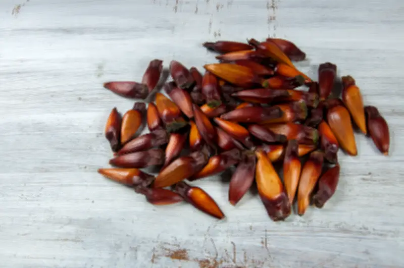 O que é pinhão e como aproveitar em receitas saborosas