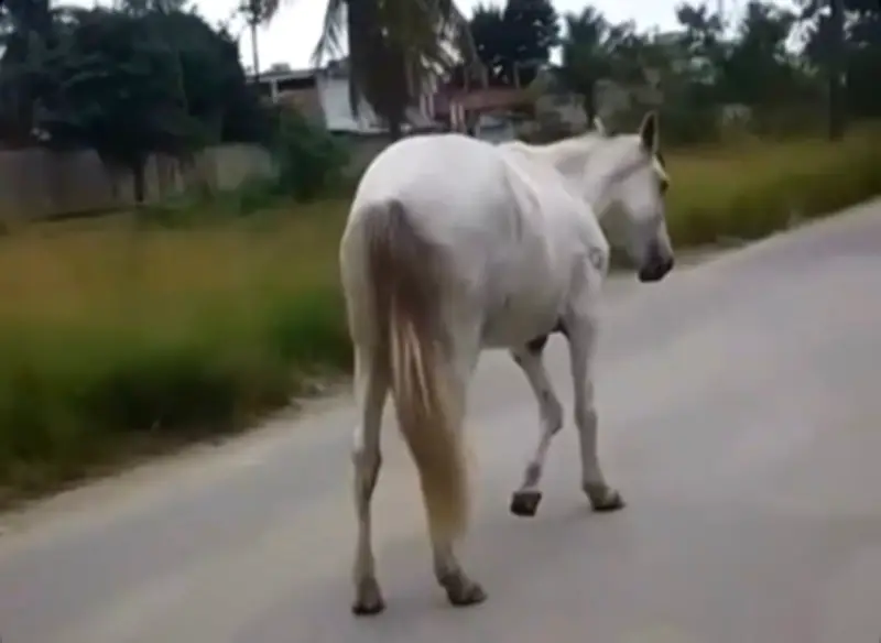 OAB Nova Iguaçu busca voluntários para resgatar cavalo abandonado